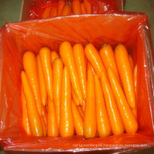 New Crop Natural Fresh Carrot From China